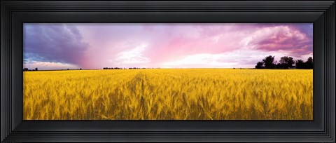Framed Wheat crop in a field, Saint-Blaise-sur-Richelieu, Quebec, Canada Print
