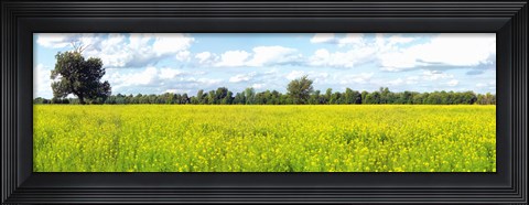 Framed Crop in a field, Saint-Blaise-sur-Richelieu, Quebec, Canada Print