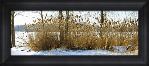 Framed Plants in a snow covered field, Saint-Blaise-sur-Richelieu, Quebec, Canada Print