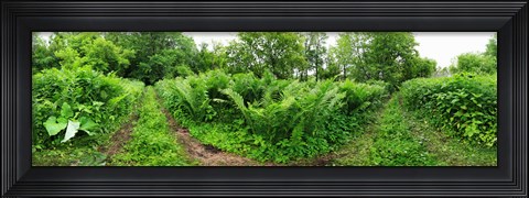 Framed Trees and plants in a forest, Saint-Jean-sur-Richelieu, Quebec, Canada Print
