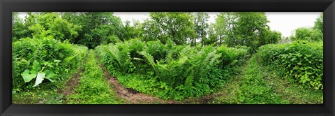 Framed Trees and plants in a forest, Saint-Jean-sur-Richelieu, Quebec, Canada Print