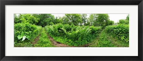 Framed Trees and plants in a forest, Saint-Jean-sur-Richelieu, Quebec, Canada Print