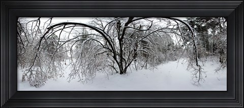Framed Forest in winter, Saint-Jean-sur-Richelieu, Quebec, Canada Print