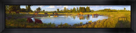 Framed Cows at a waterhole, Quebec, Canada Print