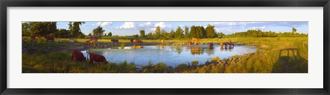 Framed Cows at a waterhole, Quebec, Canada Print