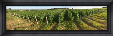 Framed Beaujolais vineyard, Montagny, Saone-Et-Loire, Burgundy, France Print