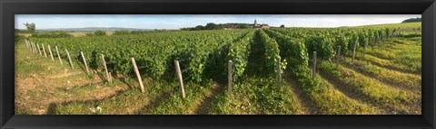 Framed Beaujolais vineyard, Montagny, Saone-Et-Loire, Burgundy, France Print