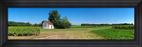 Framed Sauvignon Blanc vineyard, Pouille, Loire-Et-Cher, Loire Valley, France Print