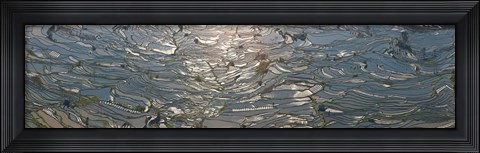 Framed High angle view of water filled rice paddy, Yuanyang County, Honghe Prefecture, Yunnan Province, China Print