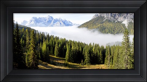 Framed Morning mist over trees in a forest, Lake Misurina, Dolomites, Belluno, Veneto, Italy Print