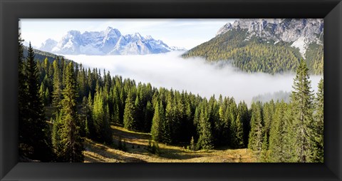 Framed Morning mist over trees in a forest, Lake Misurina, Dolomites, Belluno, Veneto, Italy Print