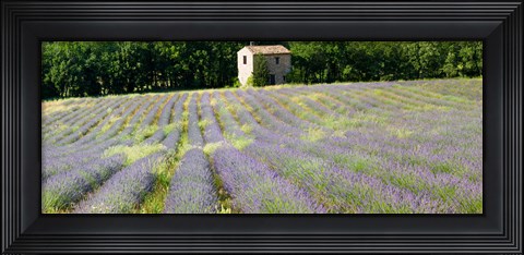 Framed Barn in the lavender field, Luberon, Provence, France Print