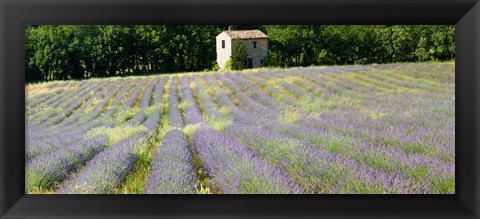 Framed Barn in the lavender field, Luberon, Provence, France Print