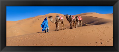 Framed Tuareg man leading camel train in desert, Erg Chebbi Dunes, Sahara Desert, Morocco Print