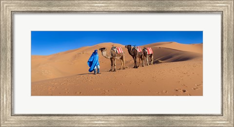Framed Tuareg man leading camel train in desert, Erg Chebbi Dunes, Sahara Desert, Morocco Print