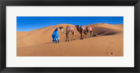 Framed Tuareg man leading camel train in desert, Erg Chebbi Dunes, Sahara Desert, Morocco Print