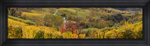 Framed High angle view of vineyards, Alba, Langhe, Cuneo Province, Piedmont, Italy Print