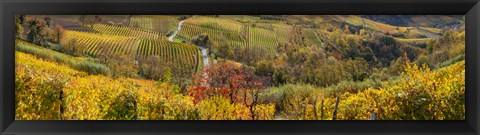 Framed High angle view of vineyards, Alba, Langhe, Cuneo Province, Piedmont, Italy Print