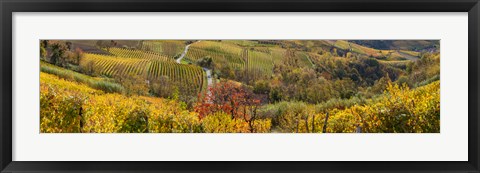 Framed High angle view of vineyards, Alba, Langhe, Cuneo Province, Piedmont, Italy Print