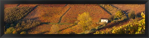 Framed Alba, Langhe, Cuneo Province, Piedmont, Italy Print