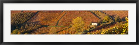 Framed Alba, Langhe, Cuneo Province, Piedmont, Italy Print