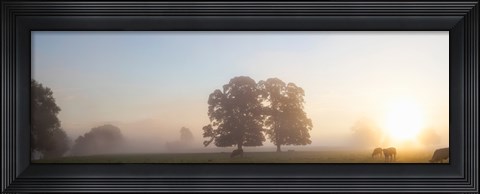 Framed Cattle grazing in field at misty sunrise, USK Valley, South Wales Print