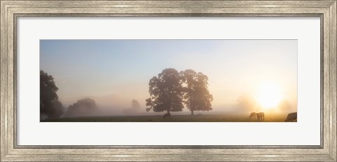 Framed Cattle grazing in field at misty sunrise, USK Valley, South Wales Print