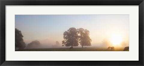 Framed Cattle grazing in field at misty sunrise, USK Valley, South Wales Print