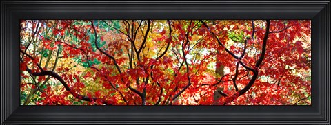 Framed Sunlight Through Autumn leaves, Gloucestershire, England Print