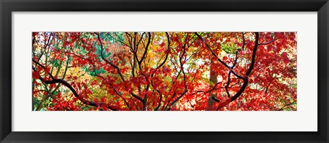 Framed Sunlight Through Autumn leaves, Gloucestershire, England Print