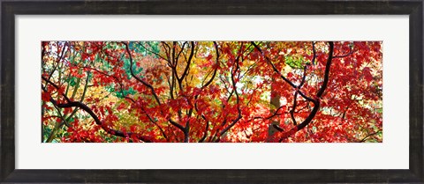 Framed Sunlight Through Autumn leaves, Gloucestershire, England Print