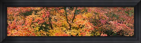 Framed Multi-Colored Autumn Leaves, Gloucestershire, England Print
