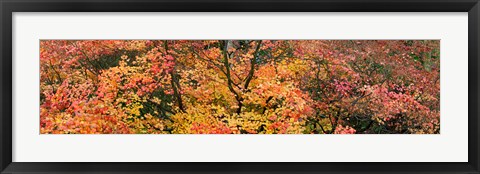 Framed Multi-Colored Autumn Leaves, Gloucestershire, England Print