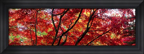 Framed Autumn Leaves, Gloucestershire, England Print