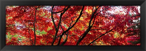 Framed Autumn Leaves, Gloucestershire, England Print