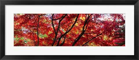 Framed Autumn Leaves, Gloucestershire, England Print