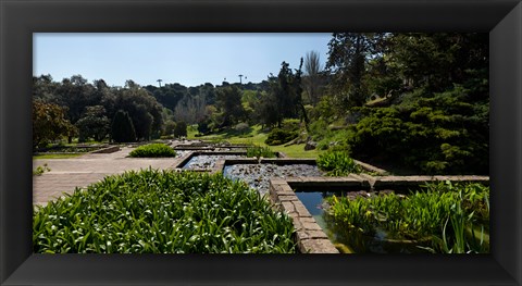 Framed Trees and aquatic plants in the garden, Mossen Cinto Verdaguer Gardens, Barcelona, Catalonia, Spain Print