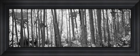 Framed Aspen tree trunks in black and white, Colorado, USA Print