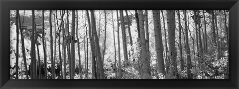 Framed Aspen tree trunks in black and white, Colorado, USA Print