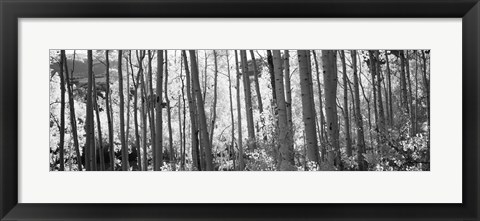 Framed Aspen tree trunks in black and white, Colorado, USA Print