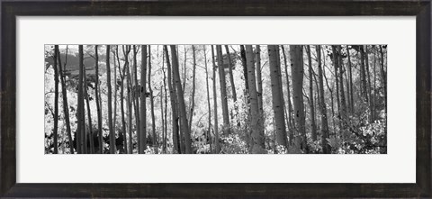 Framed Aspen tree trunks in black and white, Colorado, USA Print
