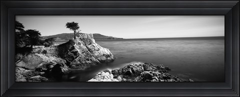 Framed Cypress tree at the coast, The Lone Cypress, 17 mile Drive, Carmel, California (black and white) Print