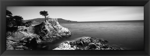 Framed Cypress tree at the coast, The Lone Cypress, 17 mile Drive, Carmel, California (black and white) Print