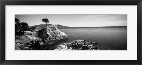 Framed Cypress tree at the coast, The Lone Cypress, 17 mile Drive, Carmel, California (black and white) Print