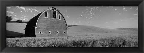 Framed Black and White view of Old barn in a wheat field, Washington State Print