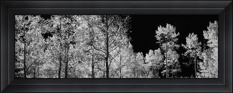 Framed Aspen trees with foliage in black and white, Colorado, USA Print