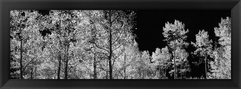 Framed Aspen trees with foliage in black and white, Colorado, USA Print