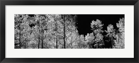 Framed Aspen trees with foliage in black and white, Colorado, USA Print