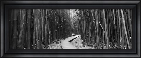 Framed Bamboo forest in black and white, Oheo Gulch, Seven Sacred Pools, Hana, Maui, Hawaii, USA Print