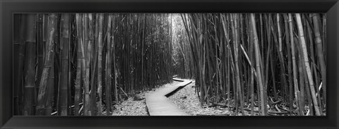 Framed Bamboo forest in black and white, Oheo Gulch, Seven Sacred Pools, Hana, Maui, Hawaii, USA Print